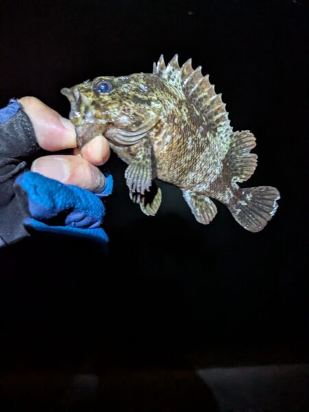 根魚
