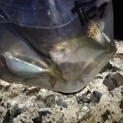 メバリング、アジング