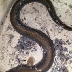 台風前にウナギ釣り