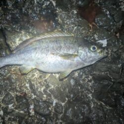 底カゴでのイサキ釣り