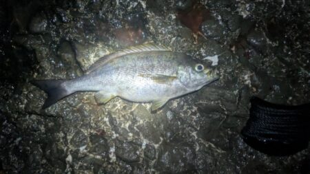 底カゴでのイサキ釣り