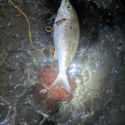 トラブルに泣かされつつもイサキ・アジをキャッチ