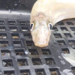 遠投キス釣り