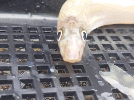 遠投キス釣り