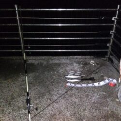 サバでサバが釣れる？