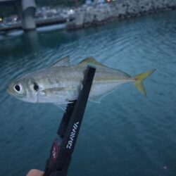 和歌山釣行🎣