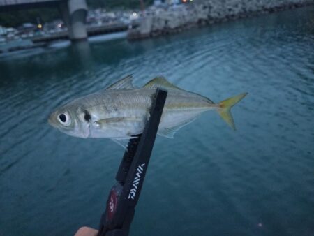 和歌山釣行🎣