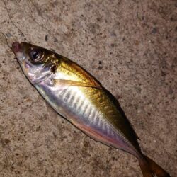 電気ウキ釣り 15