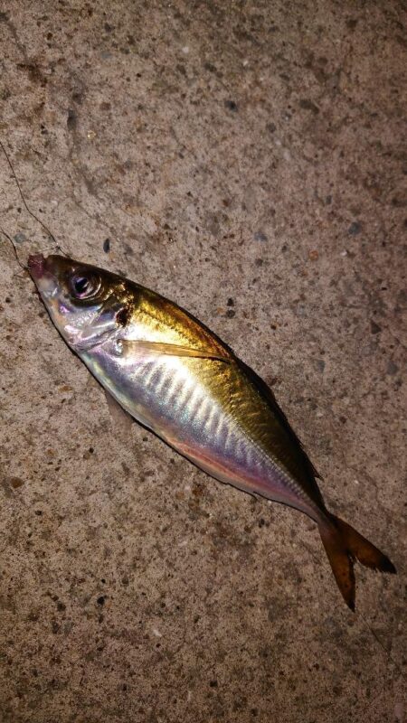 電気ウキ釣り 15