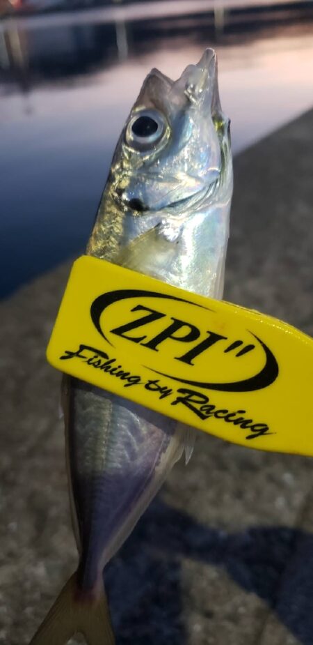 アジングからのキス釣り