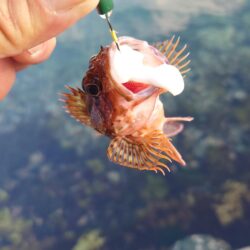 まだコウイカ釣れます