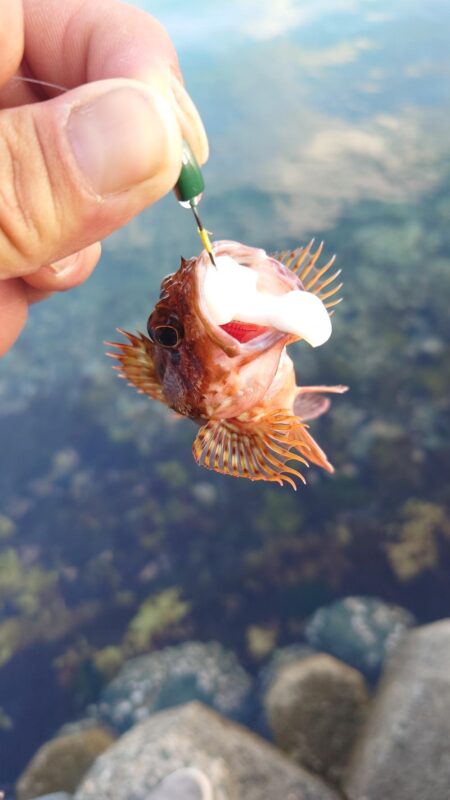 まだコウイカ釣れます