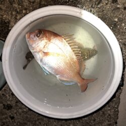 姫路ての初釣行