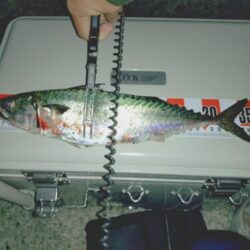 大サバ狙い🎣