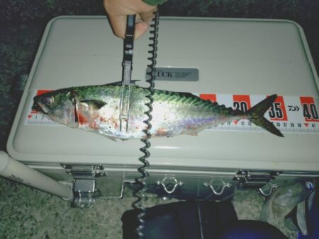 大サバ狙い🎣