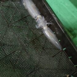 今季初のイカメタル