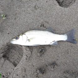 ソゲとヒラセイゴが釣れました!