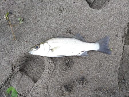 ソゲとヒラセイゴが釣れました!