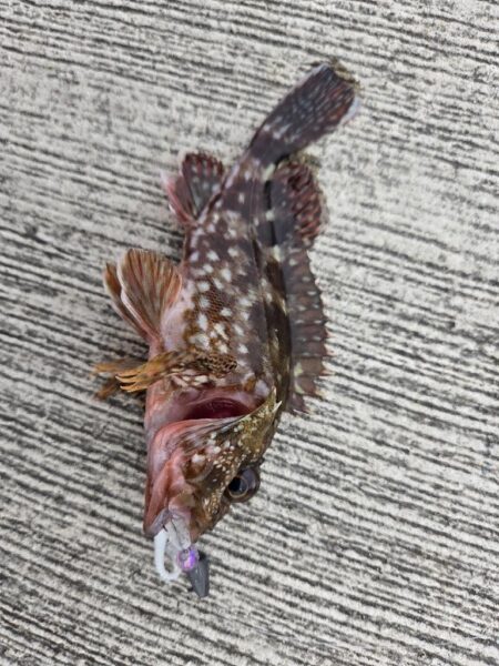 小物5種目