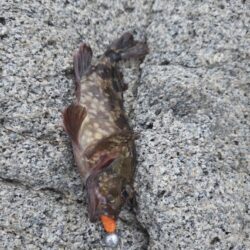 仕事終わりの釣行