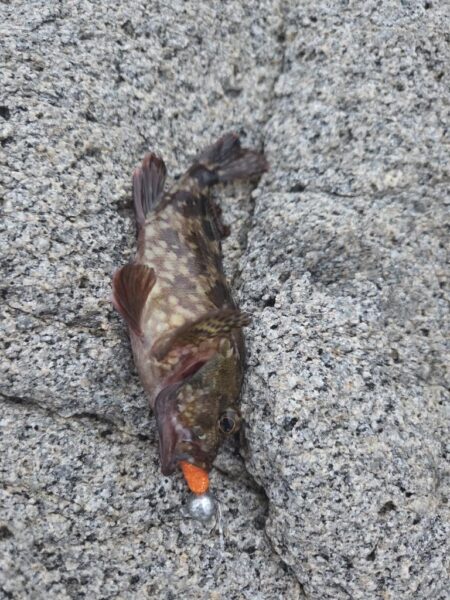 仕事終わりの釣行