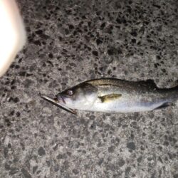 バチ抜け、コウイカ