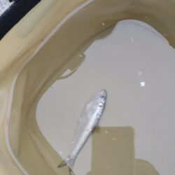 サビキ