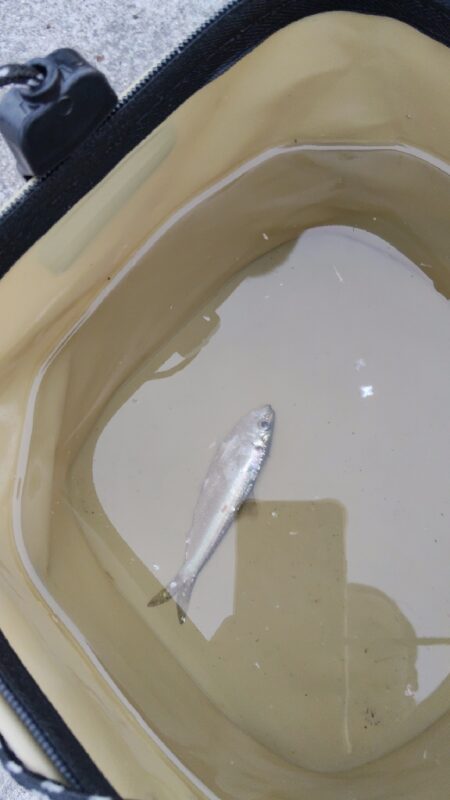 サビキ