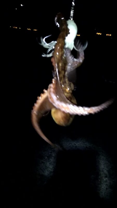新子発見
