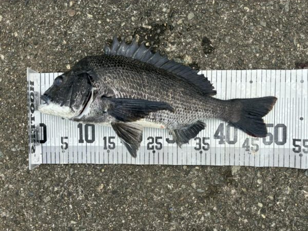 イチノ兄弟、釣果！