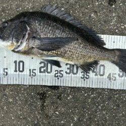 イチノ兄弟、釣果!