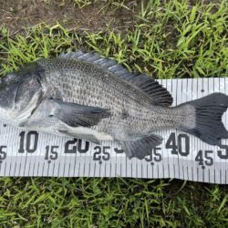 イチノ兄弟、釣果！