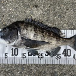 イチノ兄弟、釣果！