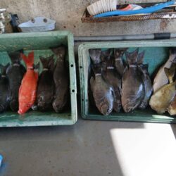 和歌山市江（吉丸渡船）でグレ釣り
