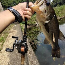 食わせ