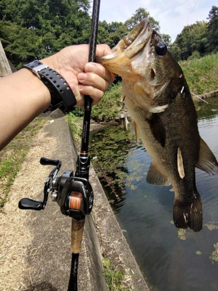 食わせ
