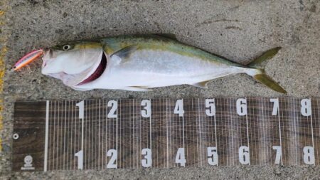 今期初青物🐟