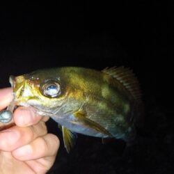 磯釣行