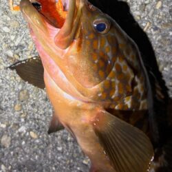 答え合わせ釣行