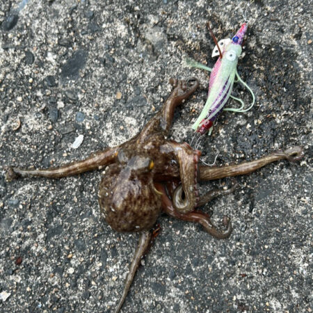 色々釣れました3・・