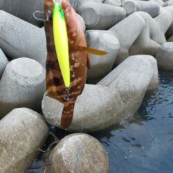久々のキジハタ