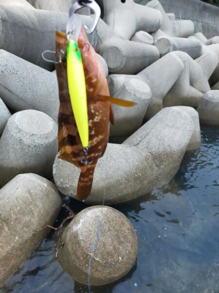 久々のキジハタ