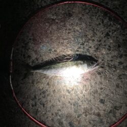 中サバ2本