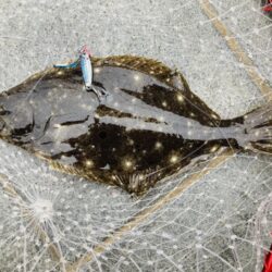 今年初青物はソウダガツオ