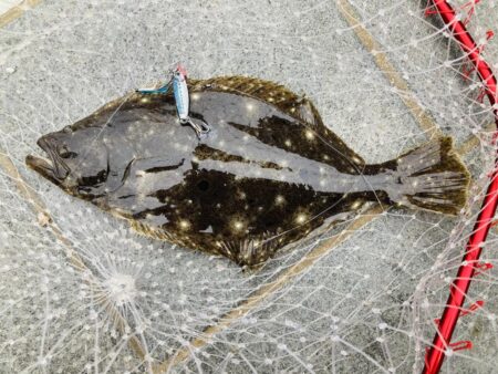今年初青物はソウダガツオ