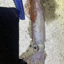一部の沖波止