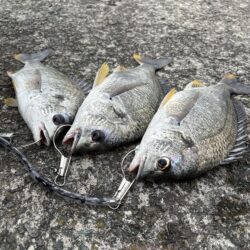 まだまだぶっ込み釣れますよ