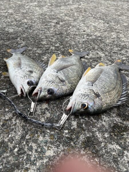 まだまだぶっ込み釣れますよ