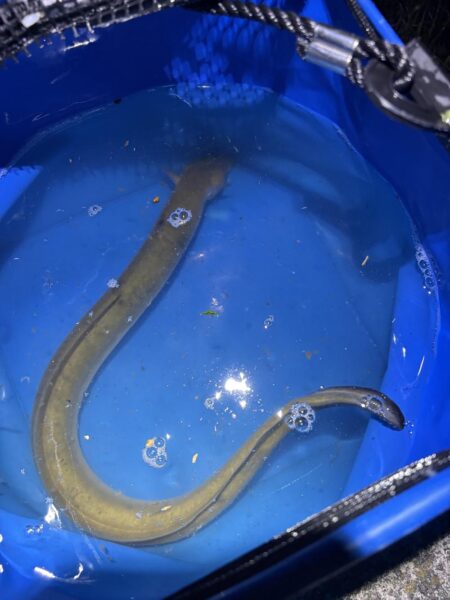 夕涼みがてらにうなぎ釣り