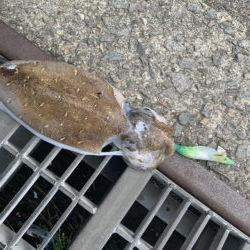釣れないアオリイカ
